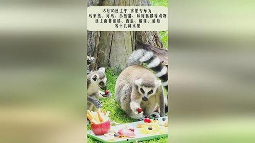 动物园里的新宝宝,新生命带来的欢乐时光