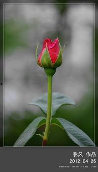 偏要摘下这朵野玫瑰,野玫瑰的诱惑与禁忌